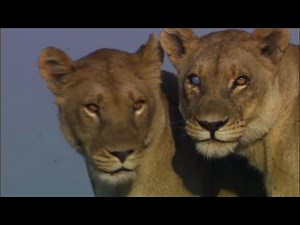 "Ma Di Tau" and "Silver Eye" | Huge Duba Plains Lionesses, The Okavango Delta | The Last Lions