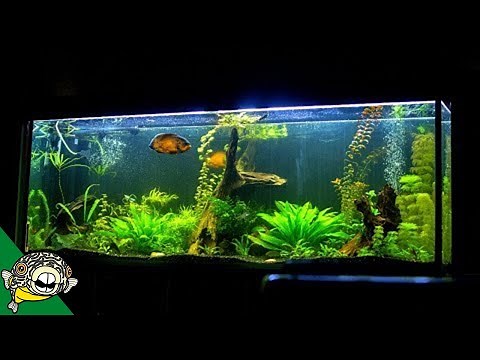 What makes a good aquarium?