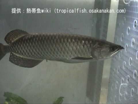 「ノーザン・バラムンディ（Gulf saratoga）」学名：Scleropages jardinii