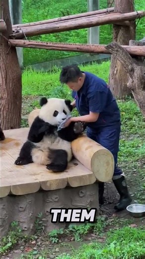 The Clumsiest Animals On Earth 😭#shorts #viral #fyp #foryou #trending