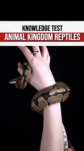 Test your knowledge of reptiles with our Reptile Quiz! #quiz #quiztime #ReptileQuiz #TestYourKnowledge #science #trivia #Herpetology | Nick's Questions