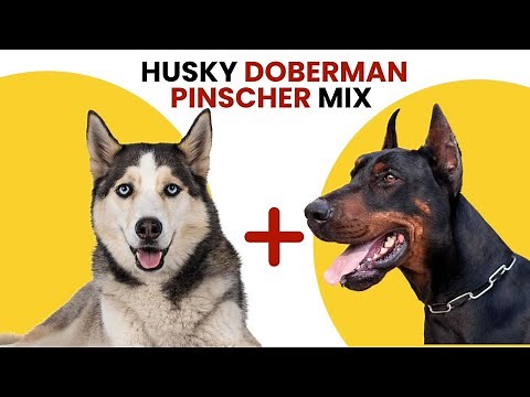 Husky Doberman Pinscher Mix AKA Doberhusky