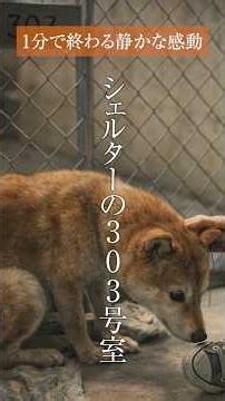 1分以内で終わる、静かな感動話『シェルターの303号室』