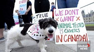 Canada eyes ban on animal testing for cosmetics