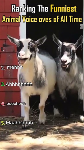 Ranking The Funniest Animal Voice Overs of All Time #shors
