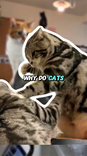 Why Cats Slap Before They Bite 😼#cute #funny #petsrule #catvideos
