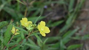 Vidéo Stock Ludwigia plant flower. Its common names primrose willow, water purslane and water primrose. This is a genus of species of aquatic plants. Yellow flowers.