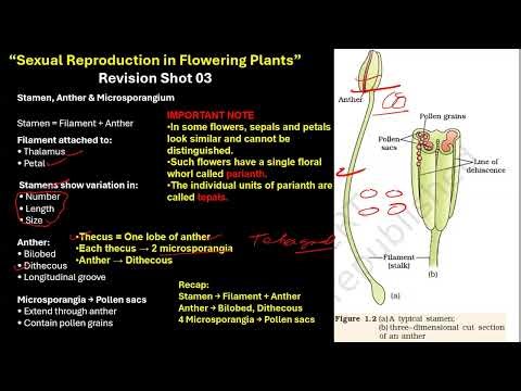 CBSE grade 12- Male reproductive parts Microsporogenesis-Sexual reproduction in flowering plants-1