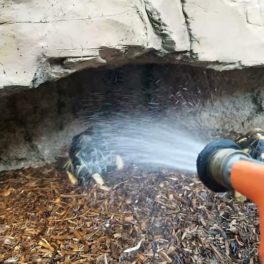 Turnip the Tortoise Loves Shower Time