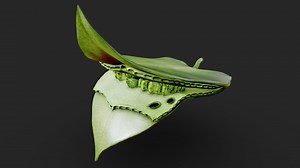 Process Of Photosynthesis - Buy Royalty Free 3D model by Nima (@h3ydari96)