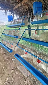 9.4K views · 94 reactions | “Ber months na! Panahon na rin para simulan ang dagdag kabuhayan! Sa SMG Agri Trading, hatid namin ang Ready-to-Lay (RTL) chickens with cages para siguradong tuloy-tuloy ang itlog mula Setyembre hanggang Pasko. Invest now at simulan ang negosyo bago matapos ang taon!” #paitloganbermonths #eggbusinessstarter #paitloganbusiness #RTLchicken #poultrytips #QualityPoultry #HatchYourDreams #nationwidedelivery #eggmachine | SMG Agri Trading | Facebook