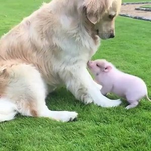 oh hello there lil oinker 🐷 | Dang, Doggo