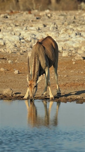Eland in the Etosha National Park, Namibia.