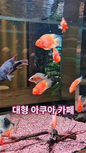 장어구이 만강/대형 아쿠아 카페 그라미 방문/김해 주촌 맛집