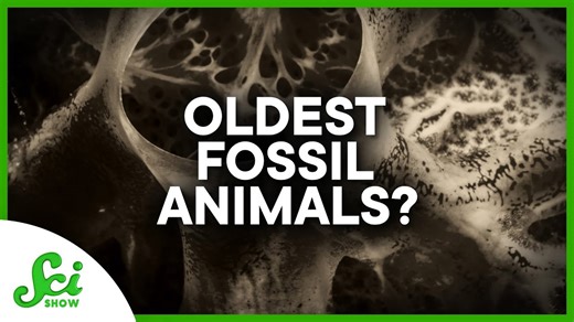 The new oldest animal fossils?