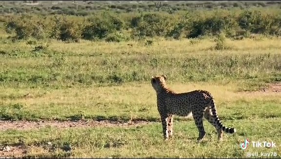 elikay (@eli_kay78)’s videos with original sound - Funny Mask