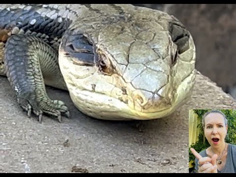 Big Beautiful Blue Tongue Lizards Show Off Their Striking Colours