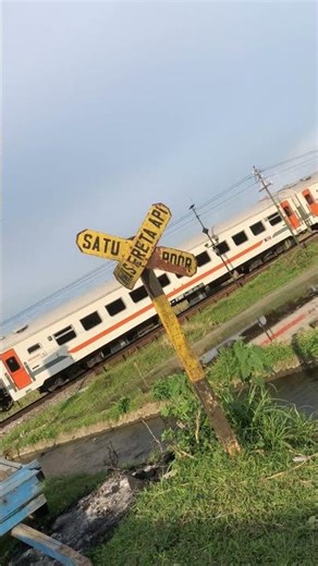 Perfect Timing! Train Crossing the Rice Fields 🚆🌾 #shorts