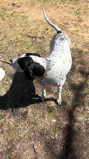 Birddog(Layla) biscuit #biscuit #birddog #Layla #farm