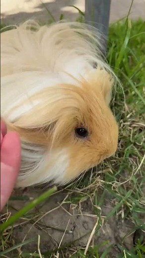 Adorable Sheltie Guinea Pig Exploring Nature 🐹🌸🌿