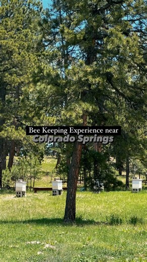 ✨GIVEAWAY✨ I am partnering with @honeybee.you for a unique giveaway to experience beekeeping in📍Black Forest, CO Less than 1/2 hour from Colorado Springs is this experience. It was so interesting to learn more about the bees and see them work! Will you find the queen bee!? 🐝 Win a 2 hour beekeeping experience which includes peppermint tea water and all necessary safety equipment. You can also book this experience @honeybee.you 💛 To enter: - Like this post - Follow @honeybee.you @coloradomount