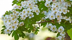 What makes hawthorn one of the most important trees for wildlife