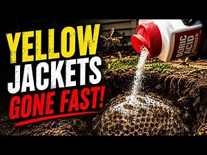 How To Get Rid Of Massive Underground Yellow Jacket Nests FAST!
