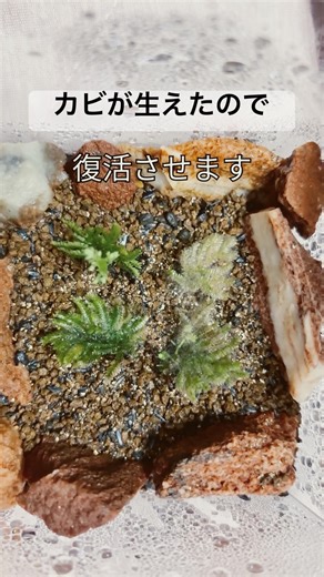 【カビが生えた苔を復活させる】 #terrarium #苔 #苔テラリウム