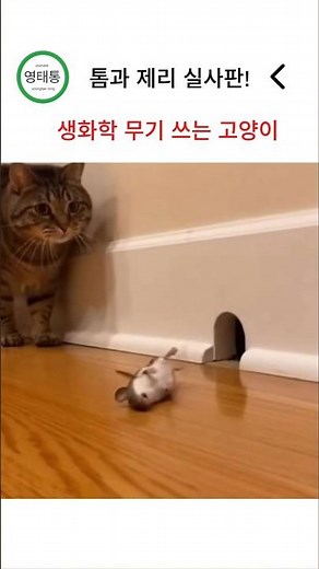 톰과제리 실사판#고양이#방귀#웃긴영상#동물유머#유머#쇼츠#shorts#톰과제리#생화학무기