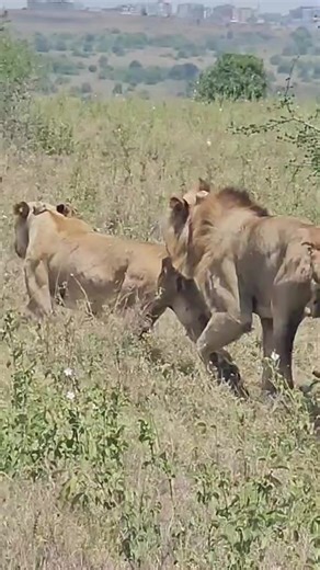 A Heartwarming Safari Love Story in Nature