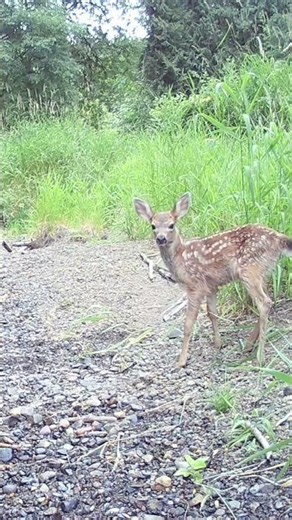 Bambi Calling Mommy #nature #smallfarmlife #cuteanimals #deer
