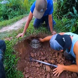 Digging potatoes but encountering a giant python | Craftee