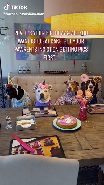 Happy 10 yrs young, Cielo! #fyp #foryou #foryoupage #comedy #dog #dogs #FurRescueFashions #FurRescueFam #DivaDog #Pitties #viral #trending #pittiecorn