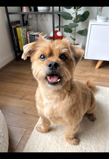 Fresh Spring Haircut for Frank the Shorkie
