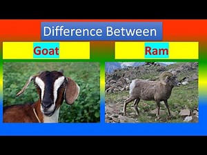 Difference Between Goat and Ram
