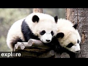 LIVE Giant Panda Cam - Wolong Grove | explore.org