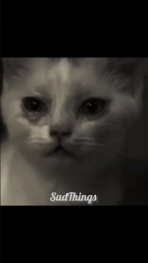when cat cry 😭😭#kitten #catcute #sad #shorts #pets #cuteanimal #animal #cat #sadanime #sadstory