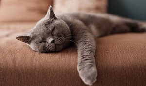 Cats Protection reveal felines who found new homes in 2021