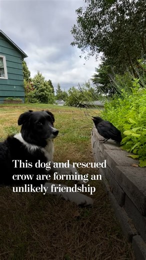 Autumn Buck sometimes feels like she’s in a Disney movie. Her border collie, Meeko, recently took a liking to an injured wild crow that showed up in her yard in Portland, Oregon. To her surprise, the crow felt likewise, and now they’re “thick as thieves,” she said. The two now run around together and take naps side by side. Sometimes the crow pecks on the glass door to get Meeko to come outside and play. Buck named the crow Russell after actor Russell Crowe (the crow’s middle name is Sheryl in c