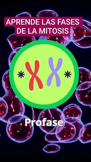 What is mitosis in 1 minute?