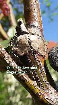 Forgot to prune roses? When should you prune?