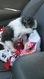 K9 Gizmo is it on deployment today with K9 First Responders to support where needed. He knows first he gets his Munchkin. Get. In. My belly. Cuz we're frens! | Gizmo's Frens