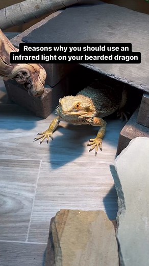Bearded Dragon Lighting: What You Need to Know