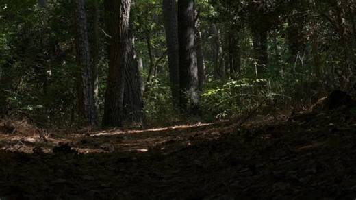 Trees, Forest, Woods. Free Stock Video