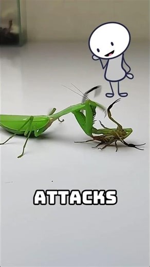 Mantis: Tiny Killer vs Big Prey 😱