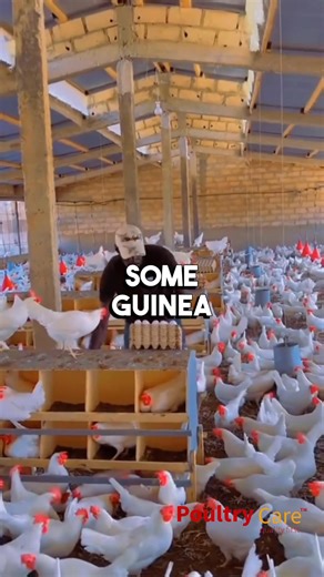 In this video, we break down how to start poultry farming from A to Z 🐓📈From:📍 Choosing the right land or site location🐥 Selecting the best breed for your goals📊 Deciding the farm size and capacity🎓 Getting the right training and mentorshipWe walk you through every step so you can build a poultry business that is structured, profitable, and sustainable.At Poultry Care, we don’t just talk — we design, construct, equip, stock, and train to make your dream farm a reality.📩 Send us a message 