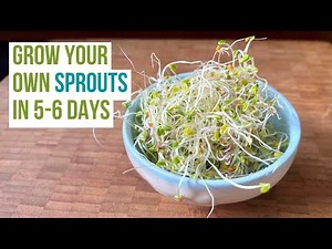 Quick Guide to Growing Your Own Sprouts at Home