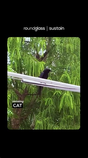 Meet the Black Drongo, Nature's Master Mimic |Bird Facts |Bird Species | ‪@RoundglassSustain‬ #shorts