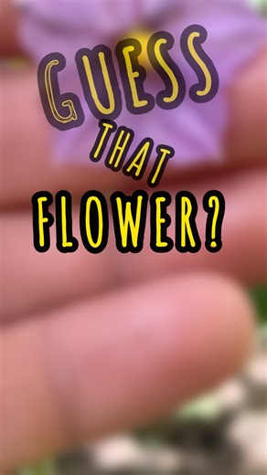 Blue Flower #flowers #flower #garden #gardening #plants #outdoors #foodforest #permaculture #nature