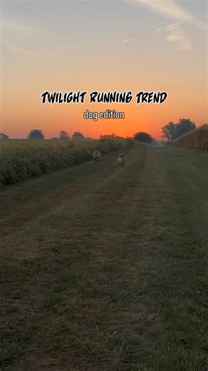 1K views · 16 reactions | This trend but with dogs and swap the forest out for a cornfield. 來 Pearl and Violet would officially like to audition for the next Twilight movie #teamjacob I will never ever ever get tired of watching my dogs running! #dogsrunning #dogsinslowmotion #twilight | Pearl the Golden Pup - Pearl & Violet | Facebook